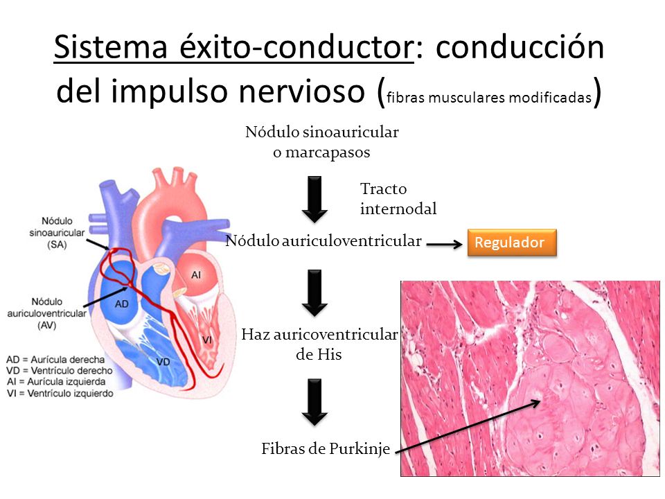 Sistema éxito-conductor: conducción del impulso nervioso (fibras musculares modificadas)