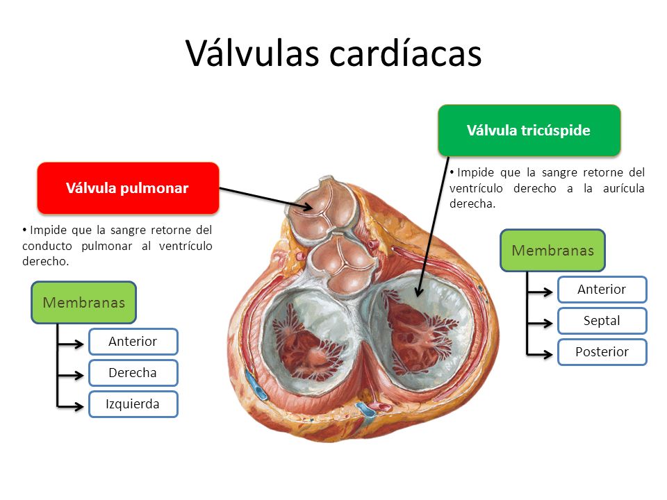 Válvulas cardíacas Válvula tricúspide Válvula pulmonar Membranas