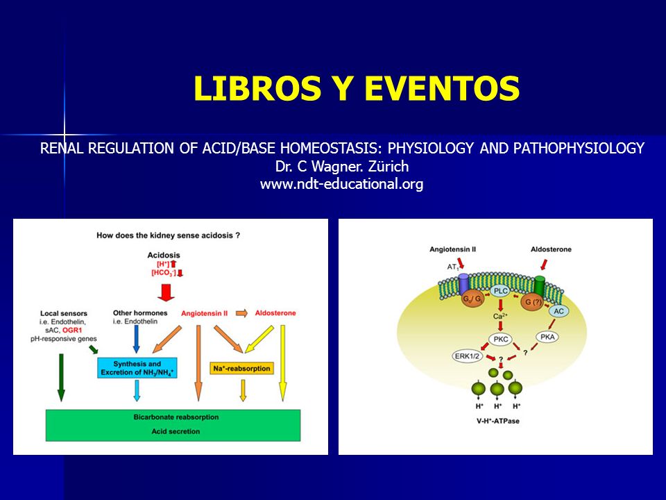 LIBROS Y EVENTOS RENAL REGULATION OF ACID/BASE HOMEOSTASIS: PHYSIOLOGY AND PATHOPHYSIOLOGY. Dr. C Wagner. Zürich.