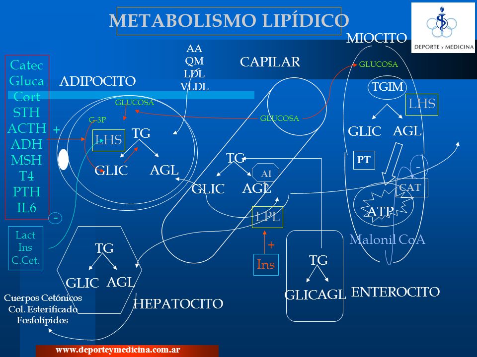 METABOLISMO LIPÍDICO MIOCITO CAPILAR Catec Gluca Cort STH ACTH ADH MSH