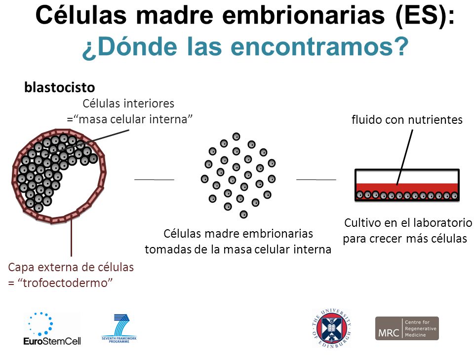 Células madre embrionarias (ES): ¿Dónde las encontramos