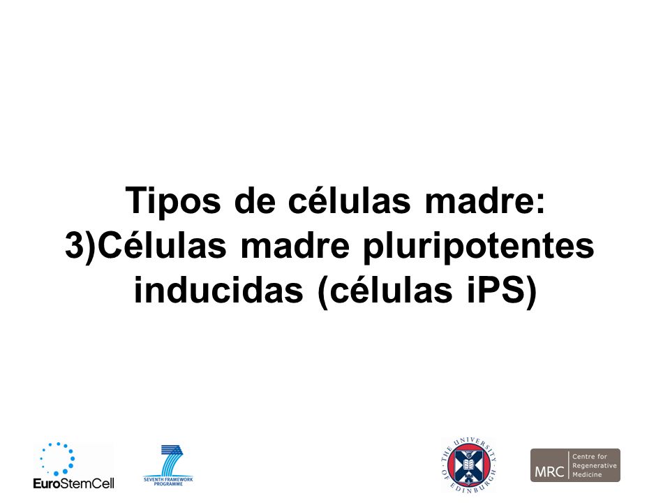 Tipos de células madre: 3)Células madre pluripotentes