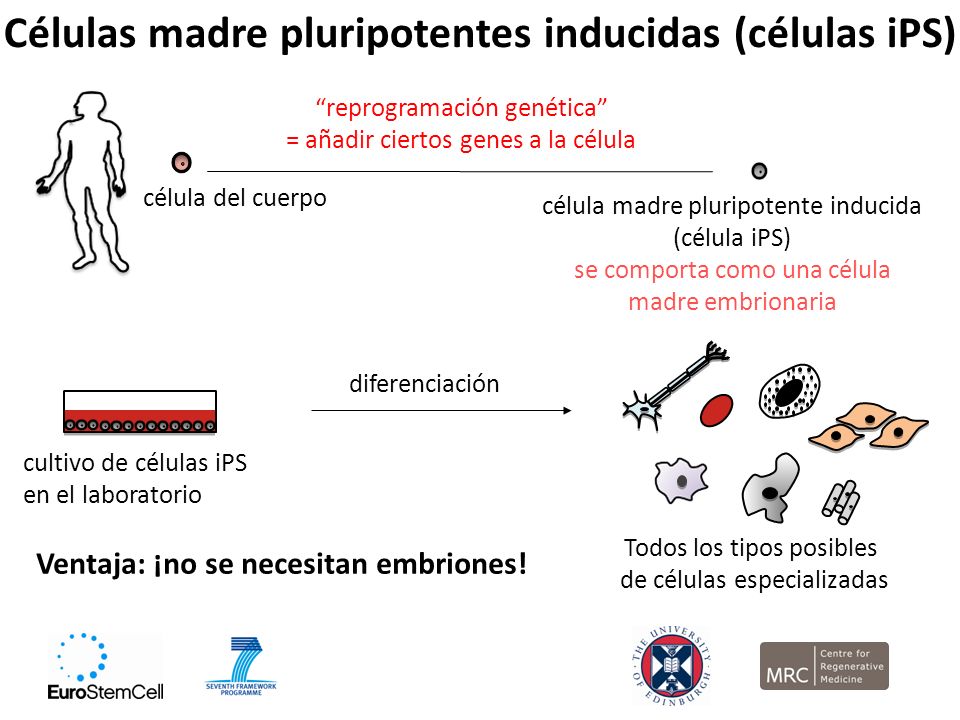 Células madre pluripotentes inducidas (células iPS)