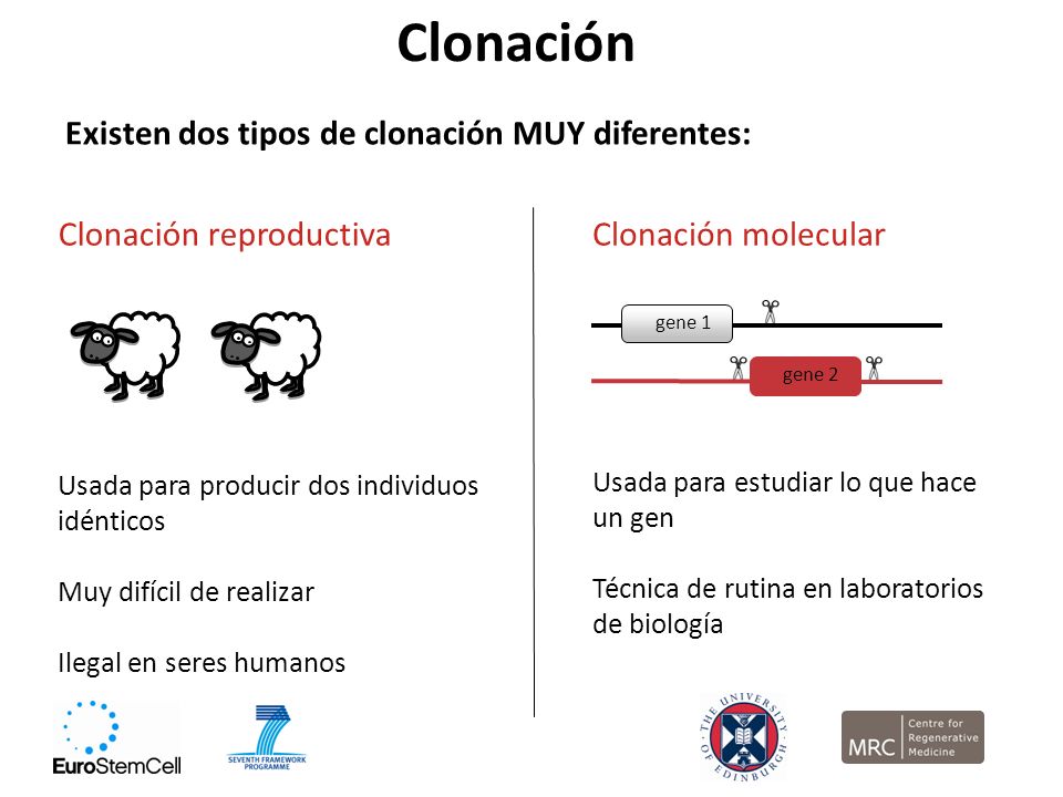 Clonación Existen dos tipos de clonación MUY diferentes: