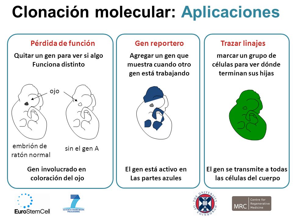 Clonación molecular: Aplicaciones
