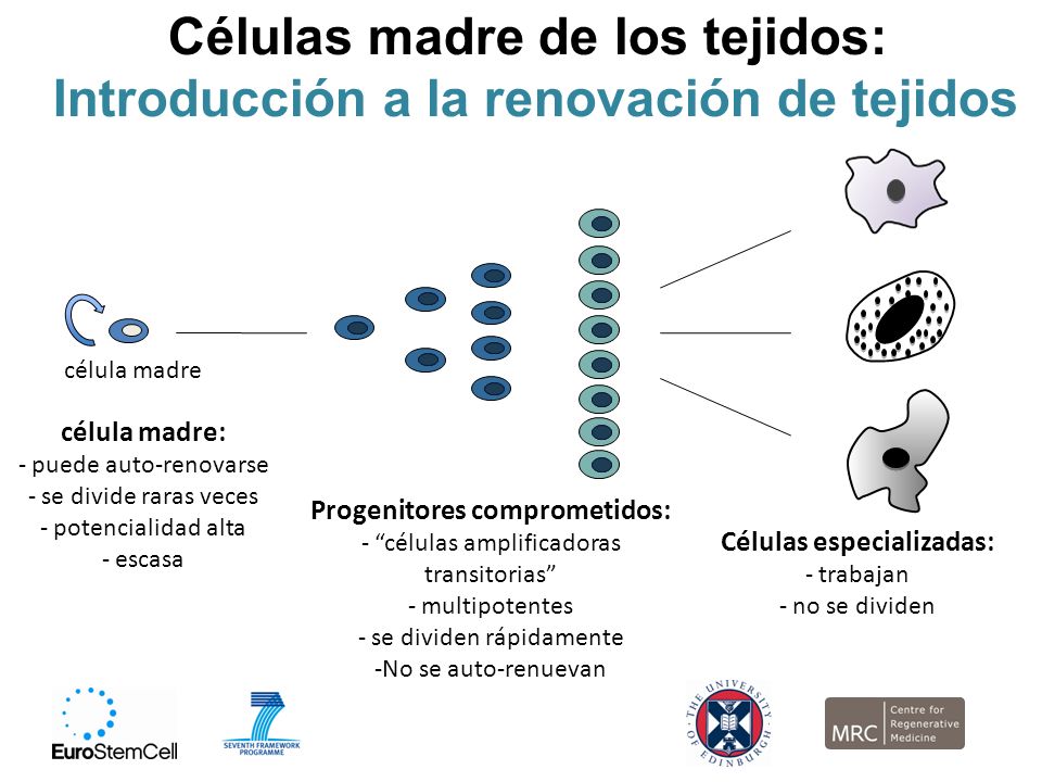 Células madre de los tejidos: Introducción a la renovación de tejidos