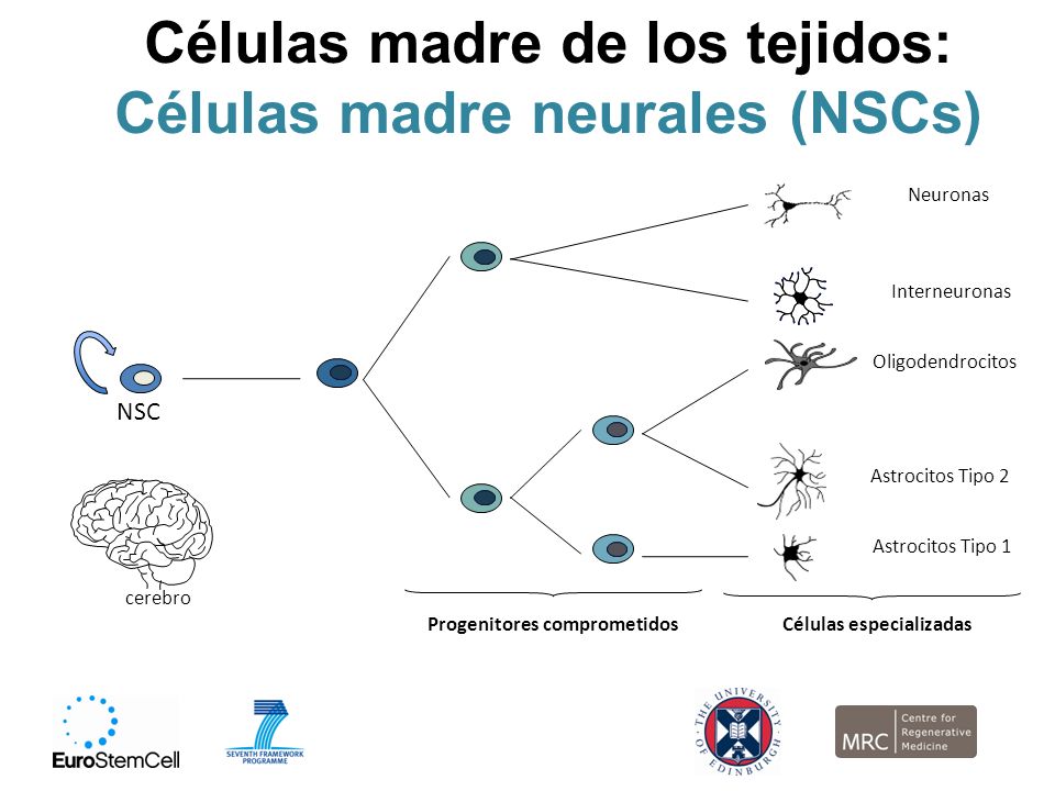 Células madre de los tejidos: Células madre neurales (NSCs)