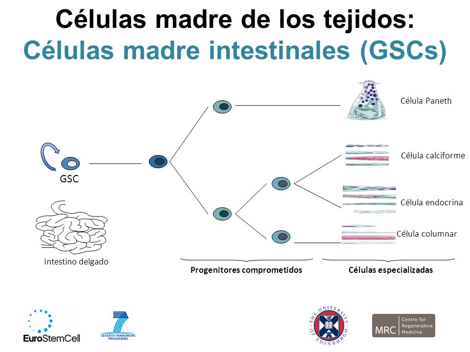 Células madre de los tejidos: Células madre intestinales (GSCs)