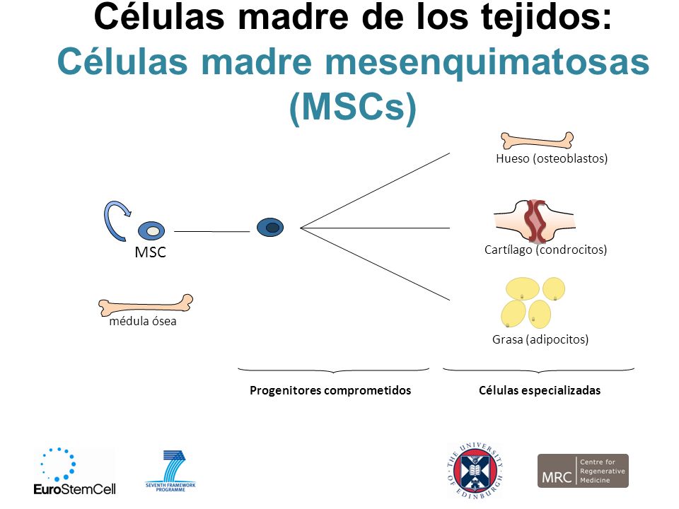 Células madre de los tejidos: Células madre mesenquimatosas