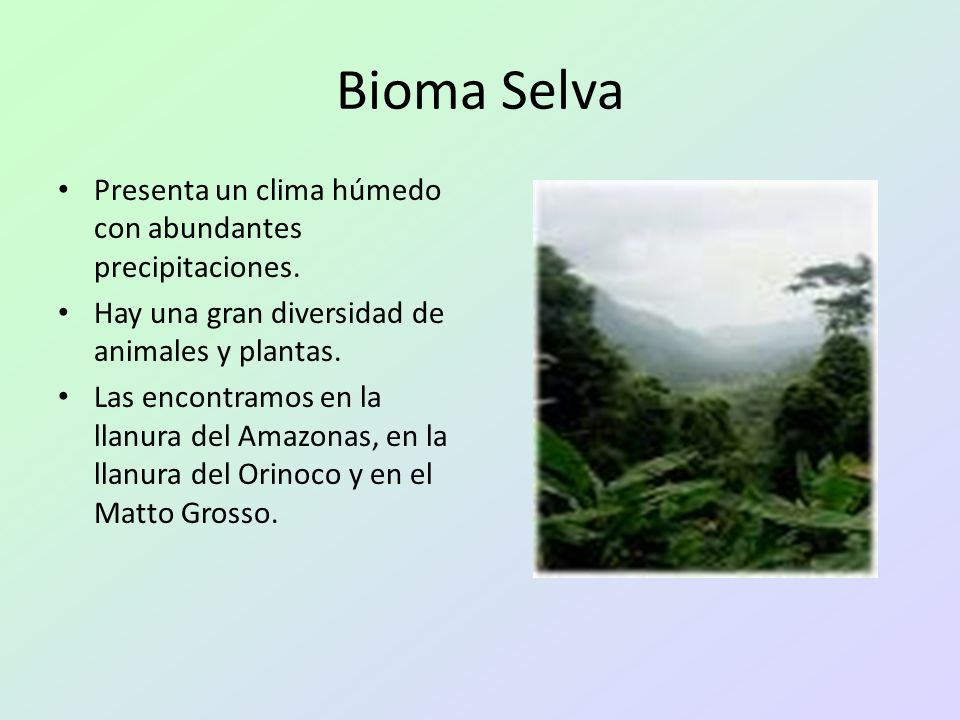 Bioma Selva Presenta un clima húmedo con abundantes precipitaciones.