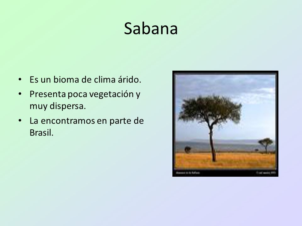 Sabana Es un bioma de clima árido.