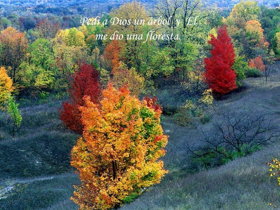 Pedi a Dios un árbol y El me dio una floresta.