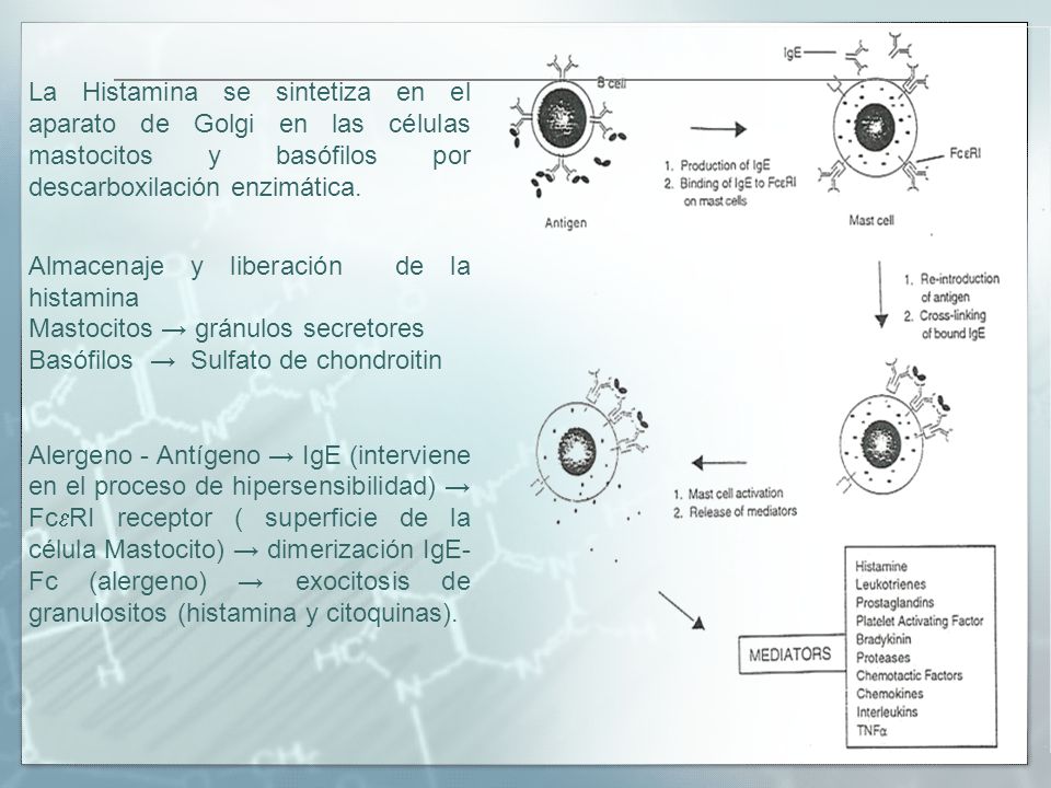 La Histamina se sintetiza en el aparato de Golgi en las células mastocitos y basófilos por descarboxilación enzimática.