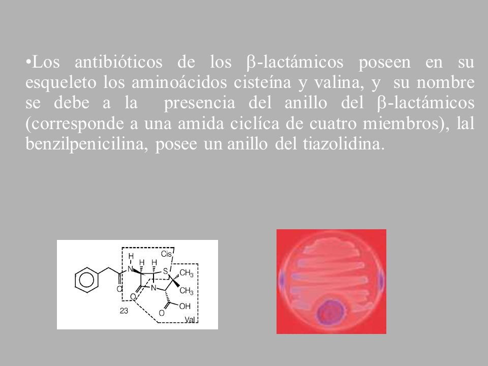 Los antibióticos de los -lactámicos poseen en su esqueleto los aminoácidos cisteína y valina, y su nombre se debe a la presencia del anillo del -lactámicos (corresponde a una amida ciclíca de cuatro miembros), lal benzilpenicilina, posee un anillo del tiazolidina.
