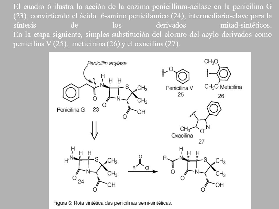 El cuadro 6 ilustra la acción de la enzima penicillium-acilase en la penicilina G (23), convirtiendo el ácido 6-amino penicilamico (24), intermediario-clave para la síntesis de los derivados mitad-sintéticos.