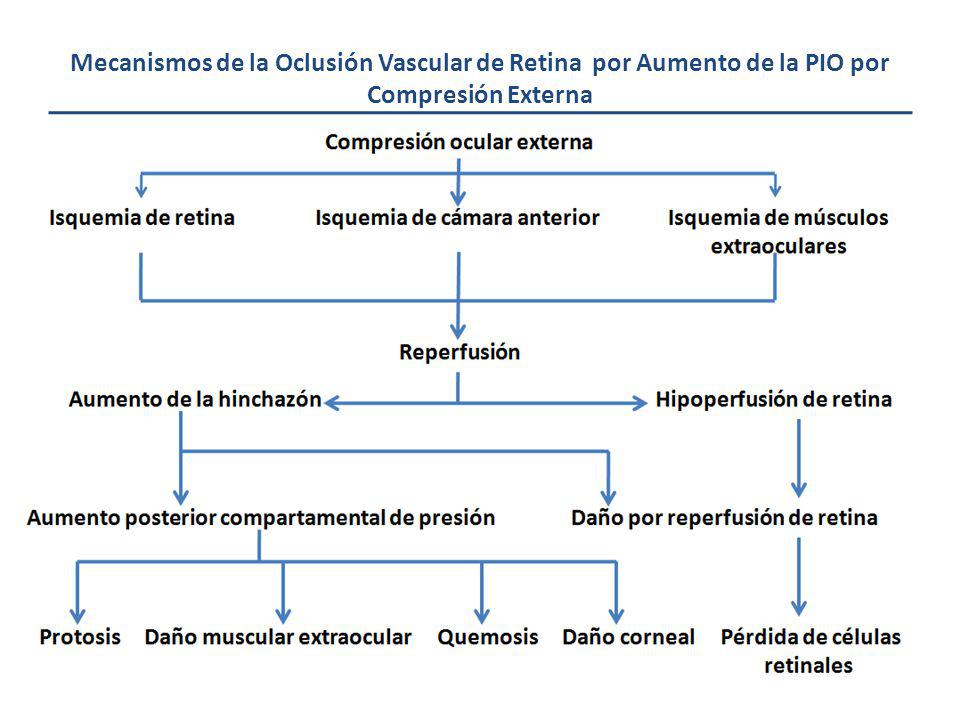 Mecanismos de la Oclusión Vascular de Retina por Aumento de la PIO por Compresión Externa