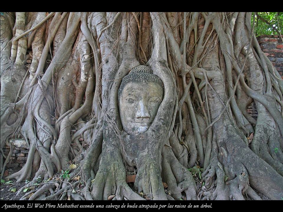 Ayutthaya. El Wat Phra Mahathat esconde una cabeza de buda atrapada por las raices de un árbol.