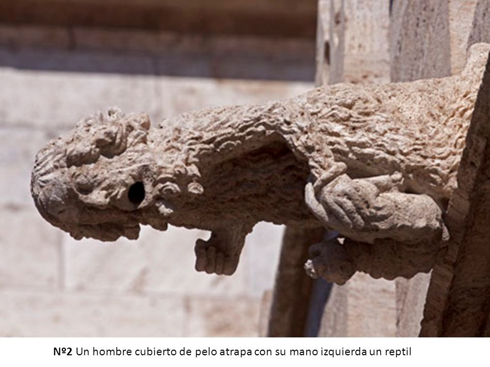 Nº2 Un hombre cubierto de pelo atrapa con su mano izquierda un reptil