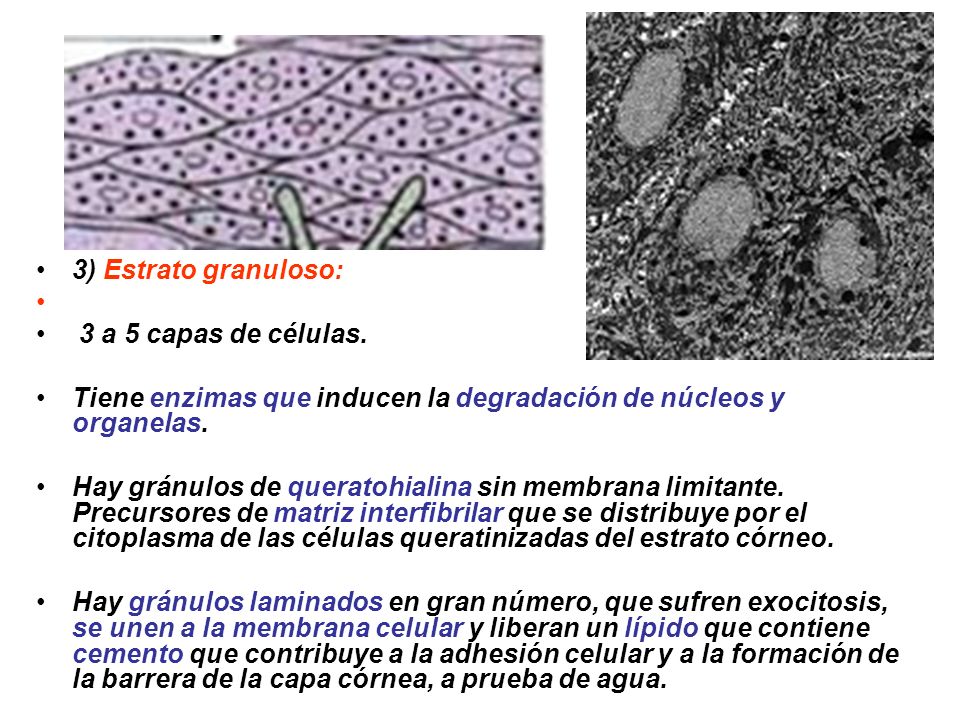 3) Estrato granuloso: 3 a 5 capas de células. Tiene enzimas que inducen la degradación de núcleos y organelas.