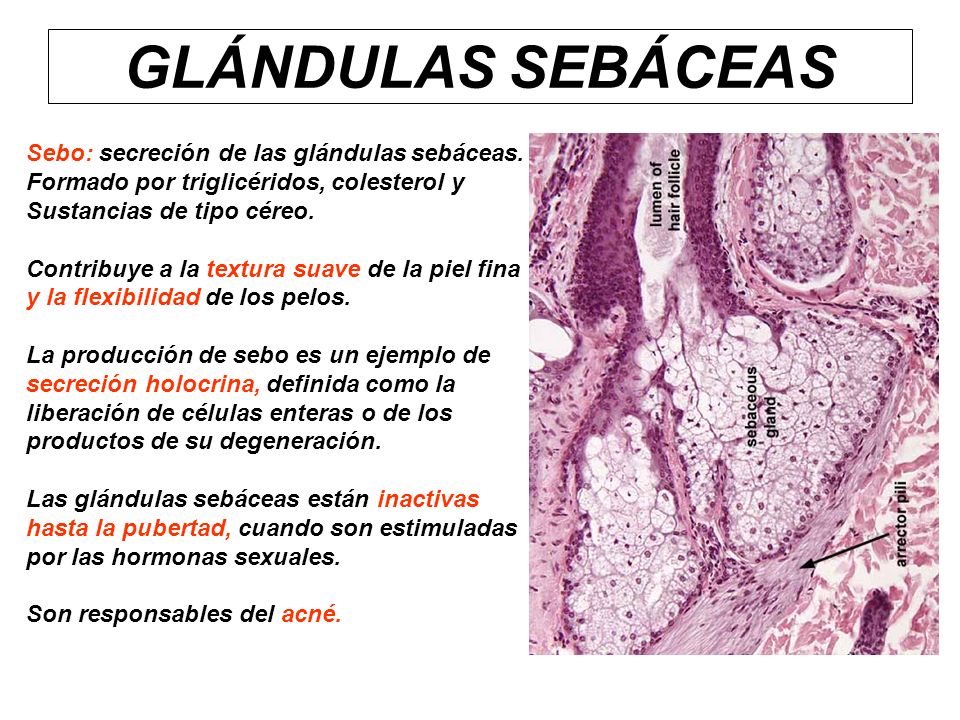 GLÁNDULAS SEBÁCEAS Sebo: secreción de las glándulas sebáceas.