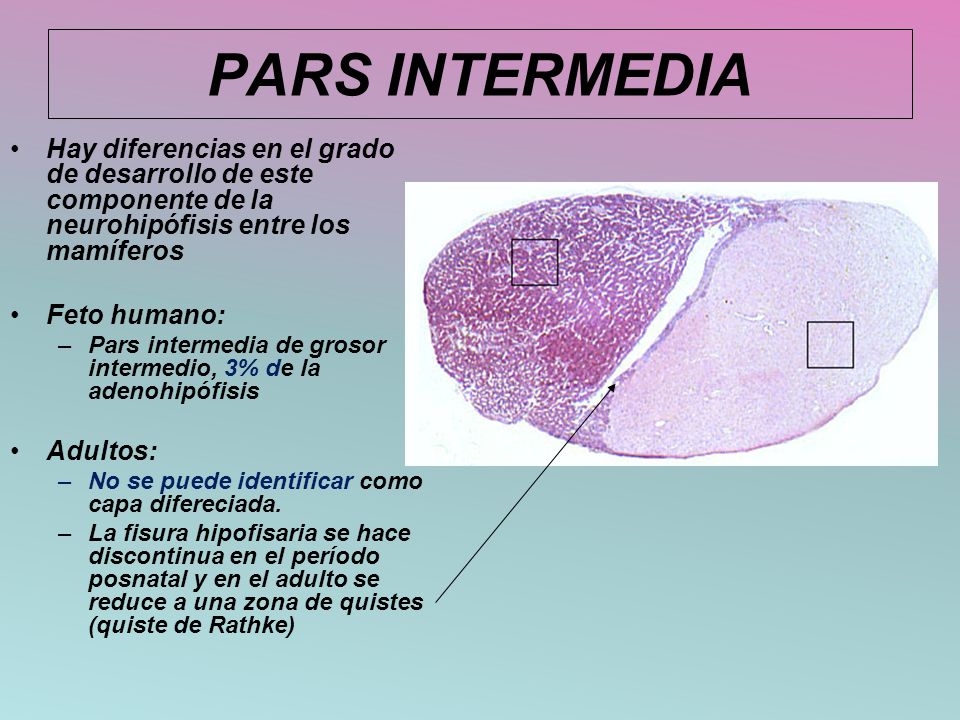 PARS INTERMEDIA Hay diferencias en el grado de desarrollo de este componente de la neurohipófisis entre los mamíferos.