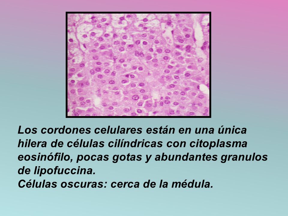 Los cordones celulares están en una única hilera de células cilíndricas con citoplasma eosinófilo, pocas gotas y abundantes granulos de lipofuccina.