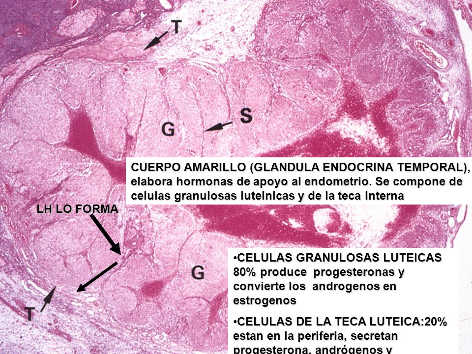 CUERPO AMARILLO (GLANDULA ENDOCRINA TEMPORAL), elabora hormonas de apoyo al endometrio. Se compone de celulas granulosas luteinicas y de la teca interna