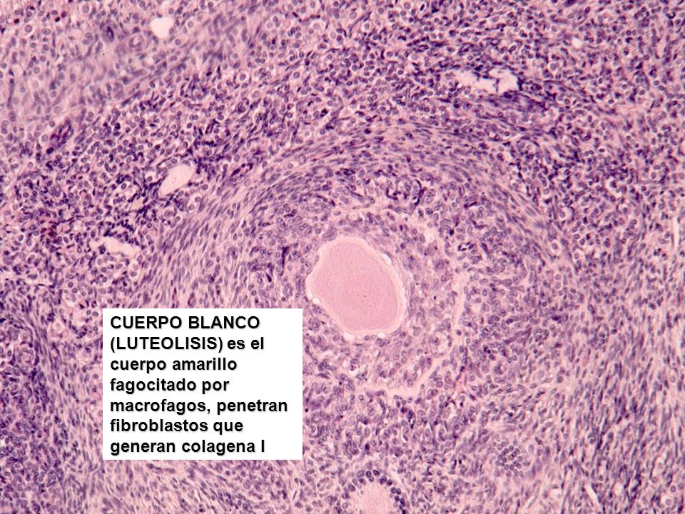 CUERPO BLANCO (LUTEOLISIS) es el cuerpo amarillo fagocitado por macrofagos, penetran fibroblastos que generan colagena I