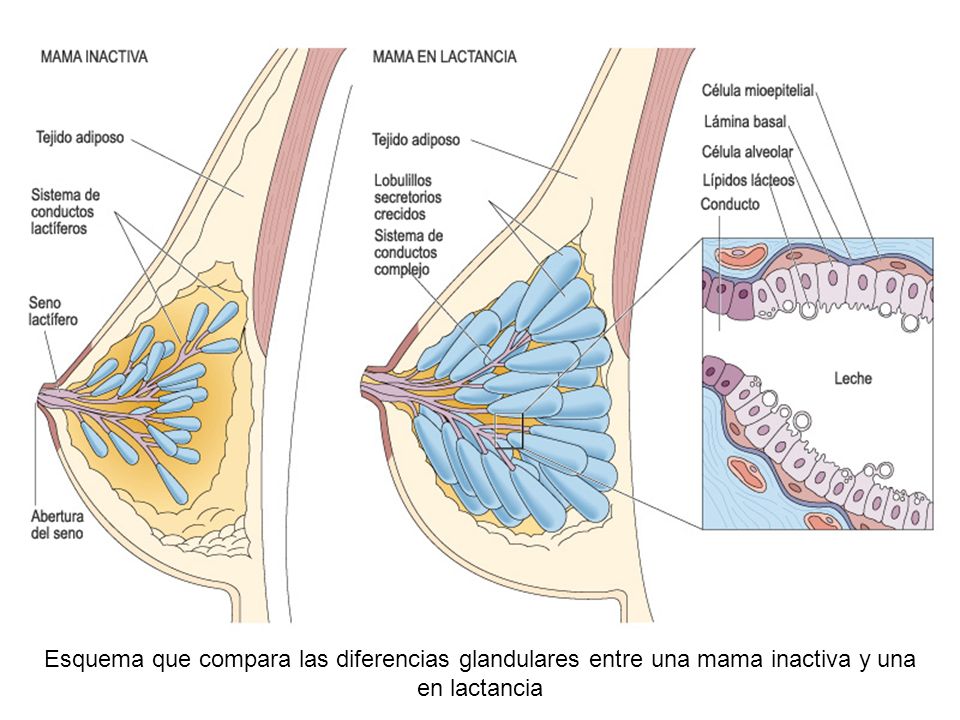 Esquema que compara las diferencias glandulares entre una mama inactiva y una en lactancia