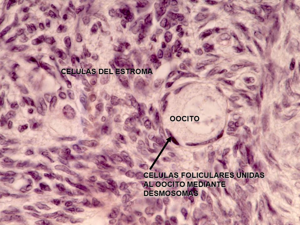 CELULAS DEL ESTROMA OOCITO CELULAS FOLICULARES UNIDAS AL OOCITO MEDIANTE DESMOSOMAS