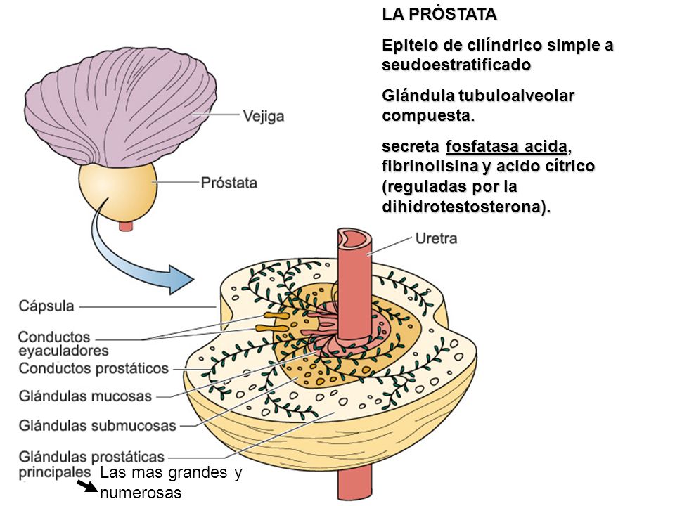 LA PRÓSTATA Epitelo de cilíndrico simple a seudoestratificado. Glándula tubuloalveolar compuesta.