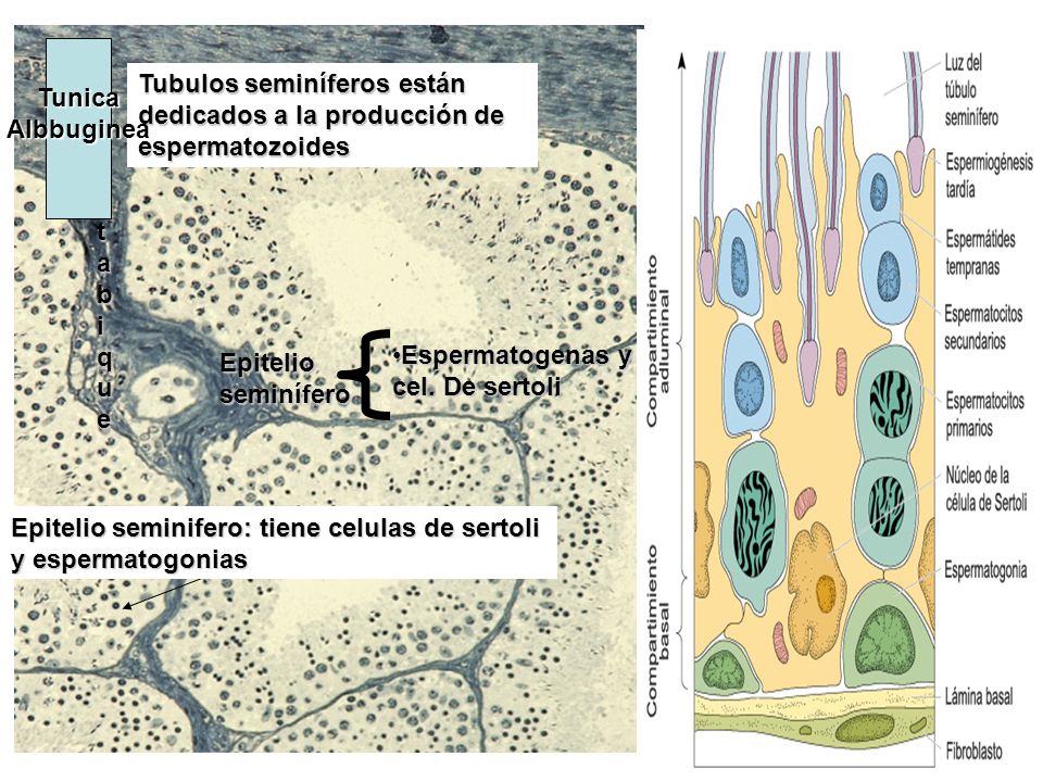 Tunica Albbuginea. Tubulos seminíferos están dedicados a la producción de espermatozoides. tabique.