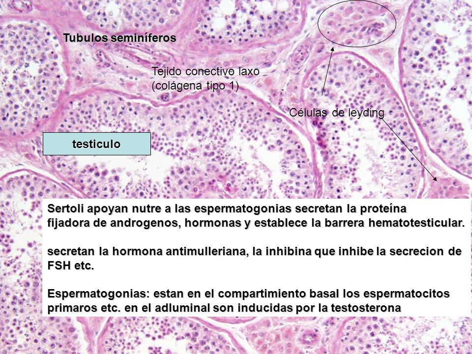Tubulos seminíferos Tejido conectivo laxo (colágena tipo 1) Células de leyding. testiculo.