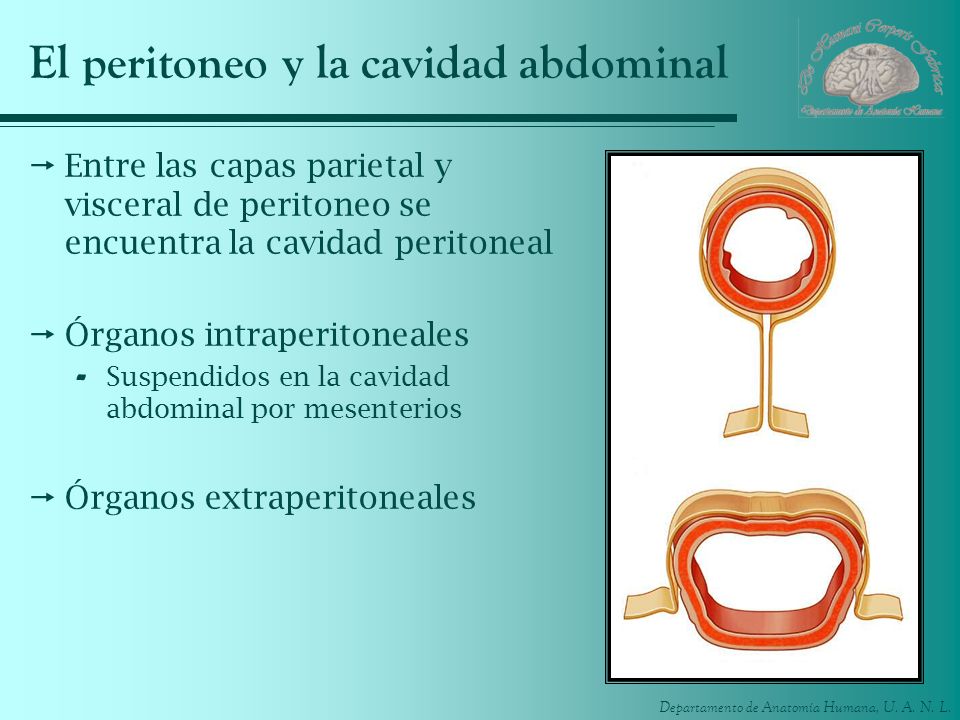 El peritoneo y la cavidad abdominal