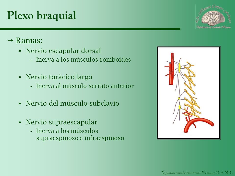 Plexo braquial Ramas: Nervio escapular dorsal Nervio torácico largo