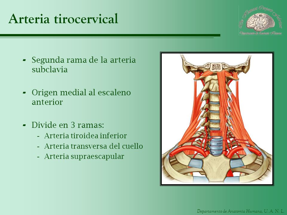Arteria tirocervical Segunda rama de la arteria subclavia
