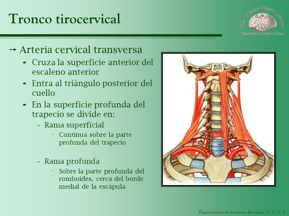 Tronco tirocervical Arteria cervical transversa