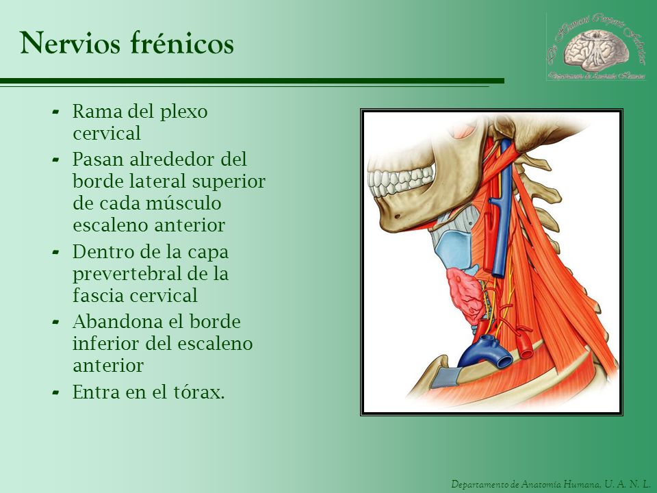 Nervios frénicos Rama del plexo cervical
