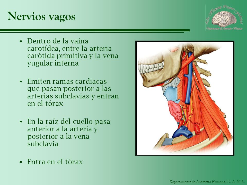 Nervios vagos Dentro de la vaina carotídea, entre la arteria carótida primitiva y la vena yugular interna.