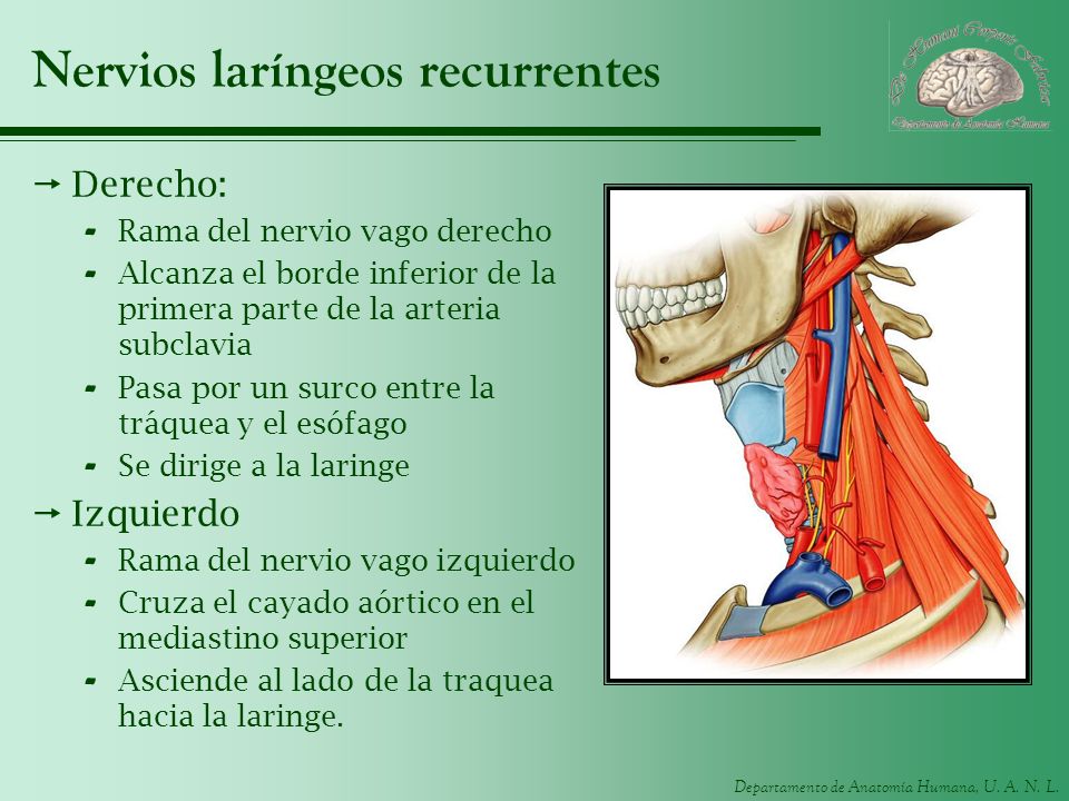 Nervios laríngeos recurrentes