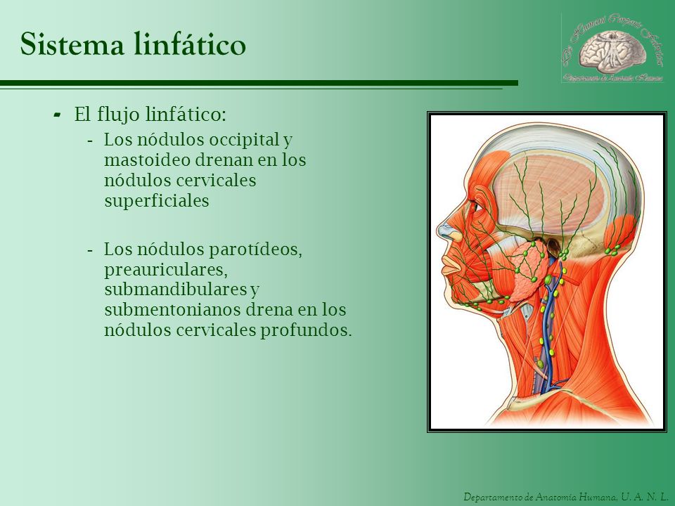 Sistema linfático El flujo linfático: