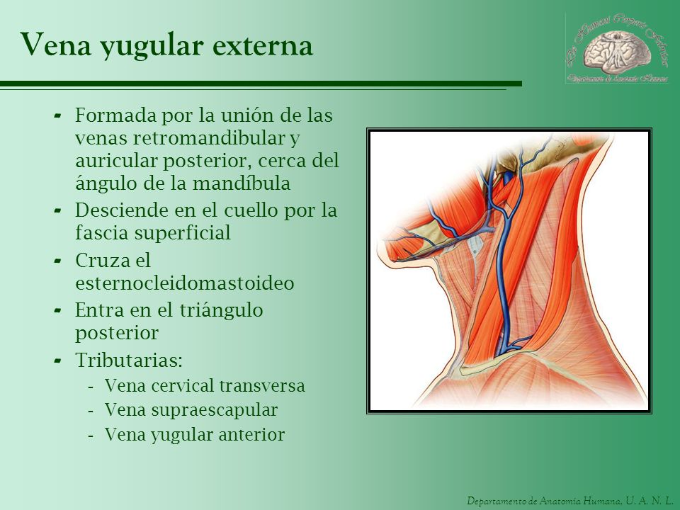 Vena yugular externa Formada por la unión de las venas retromandibular y auricular posterior, cerca del ángulo de la mandíbula.