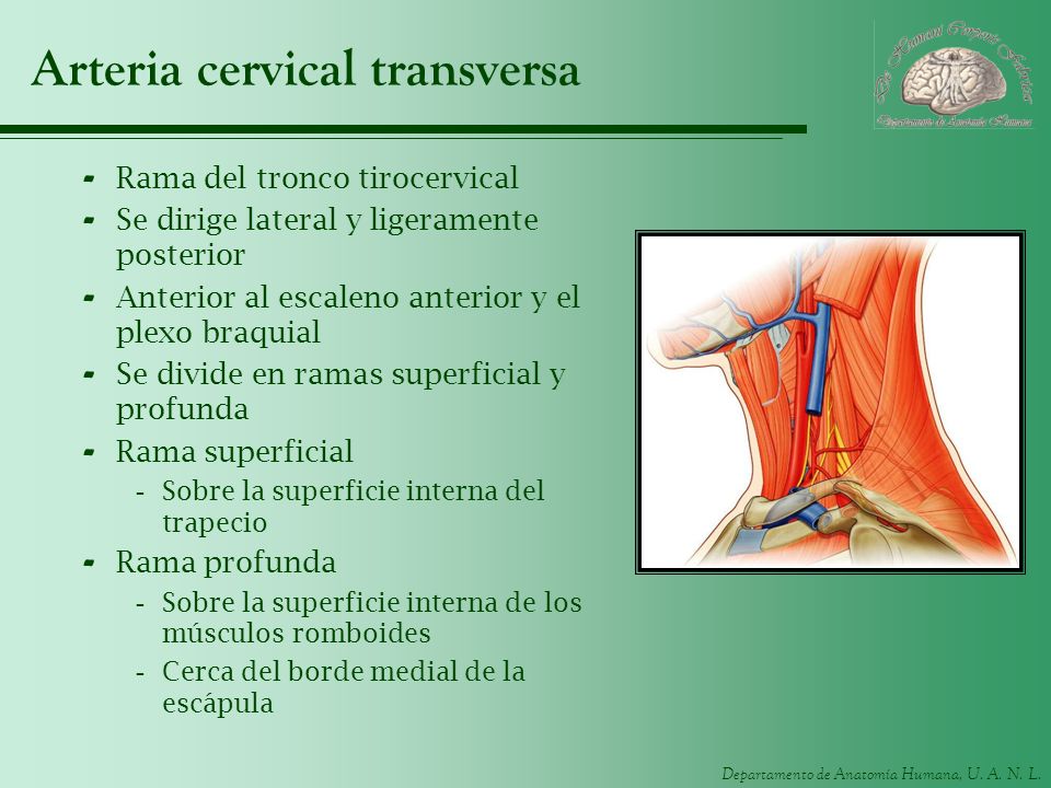 Arteria cervical transversa