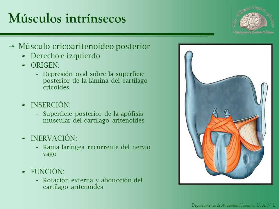 Músculos intrínsecos Músculo cricoaritenoideo posterior