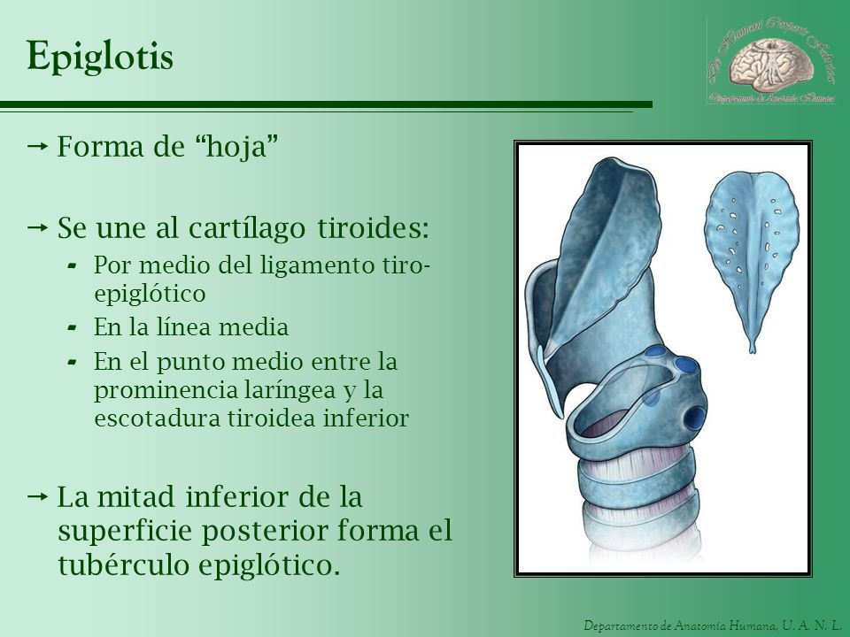 Epiglotis Forma de hoja Se une al cartílago tiroides: