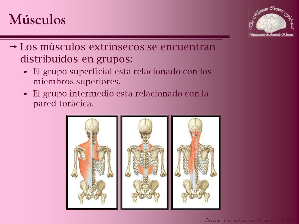 Músculos Los músculos extrínsecos se encuentran distribuidos en grupos: El grupo superficial esta relacionado con los miembros superiores.