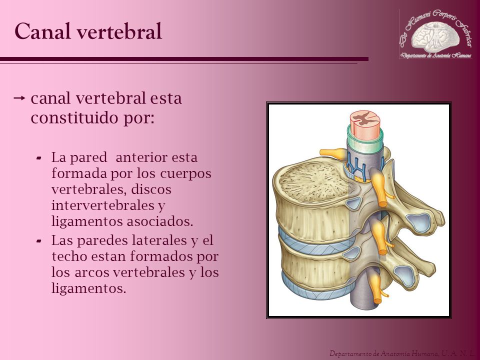 Canal vertebral canal vertebral esta constituido por: