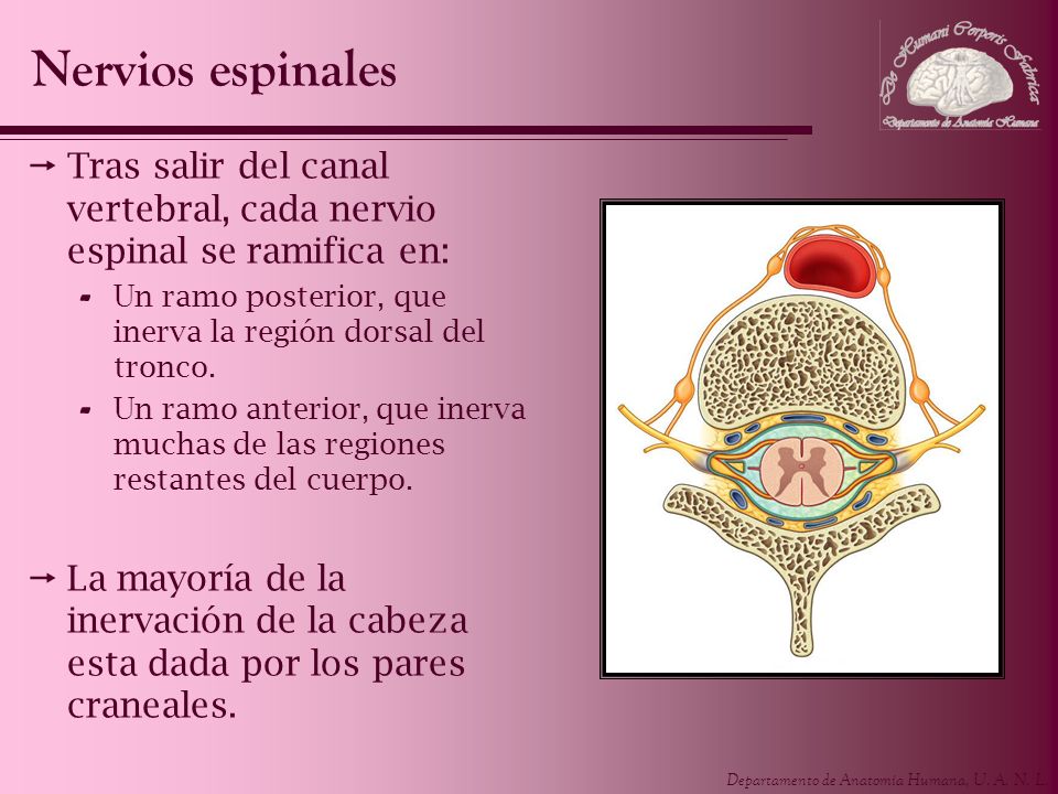 Nervios espinales Tras salir del canal vertebral, cada nervio espinal se ramifica en: Un ramo posterior, que inerva la región dorsal del tronco.