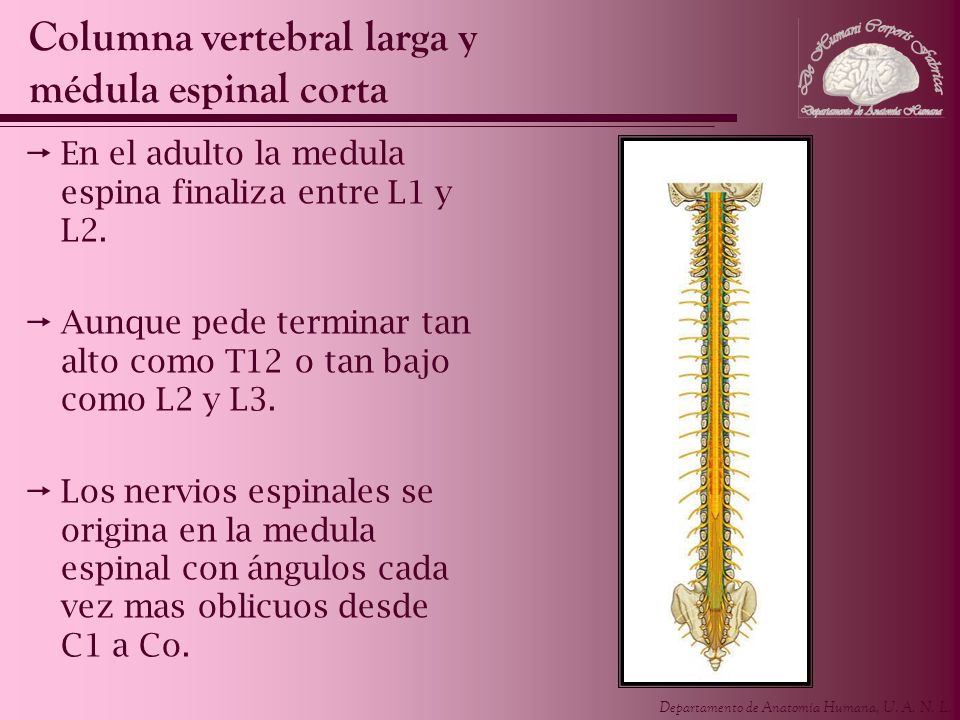 Columna vertebral larga y médula espinal corta