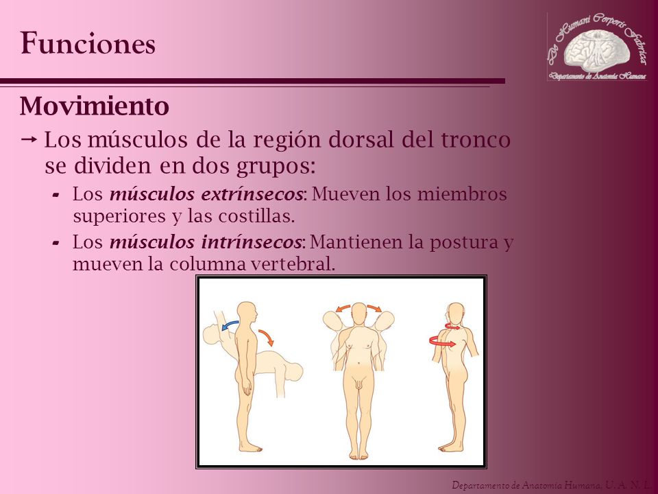 Funciones Movimiento. Los músculos de la región dorsal del tronco se dividen en dos grupos: